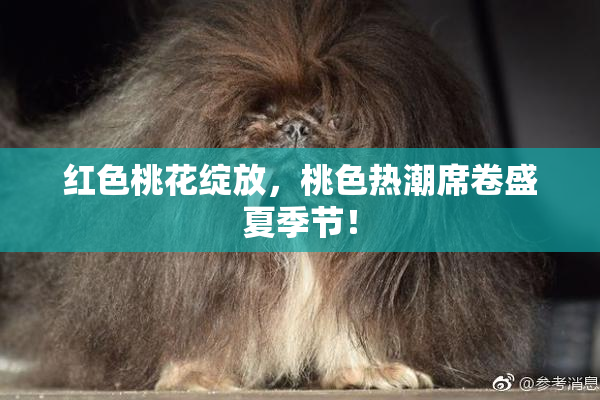 红色桃花绽放，桃色热潮席卷盛夏季节！