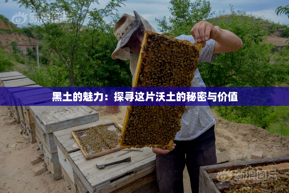 黑土的魅力：探寻这片沃土的秘密与价值
