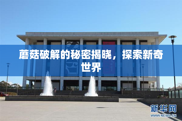 蘑菇破解的秘密揭晓，探索新奇世界
