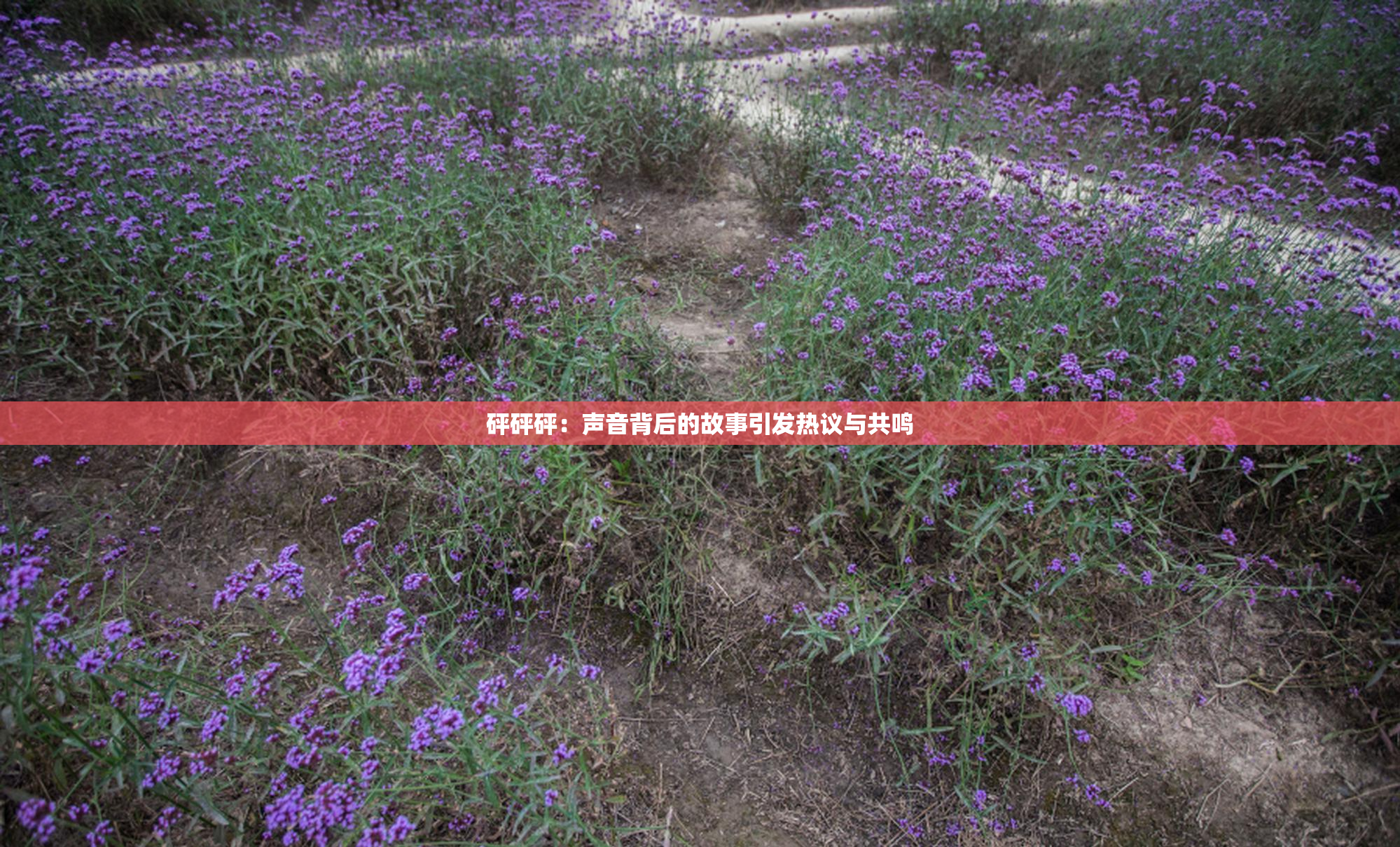 砰砰砰：声音背后的故事引发热议与共鸣