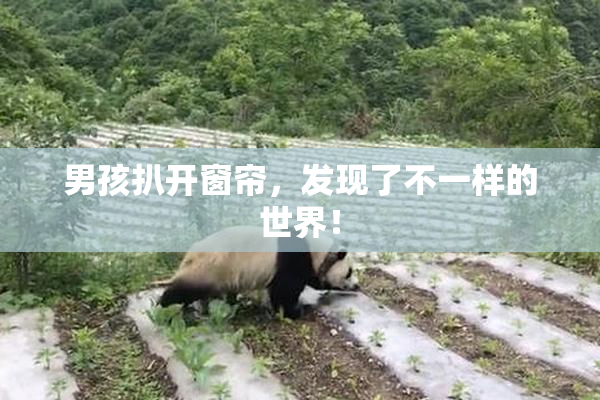 男孩扒开窗帘，发现了不一样的世界！