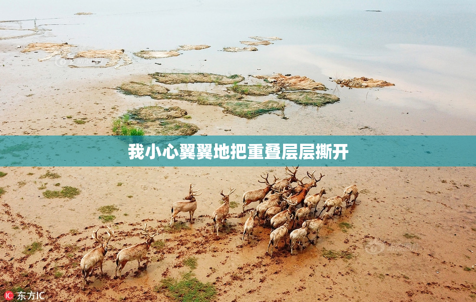 我小心翼翼地把重叠层层撕开