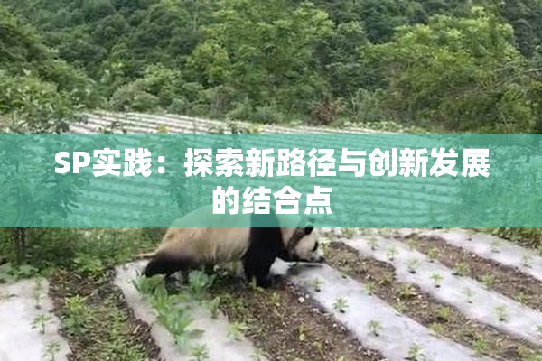 SP实践：探索新路径与创新发展的结合点
