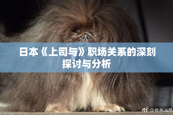 日本《上司与》职场关系的深刻探讨与分析