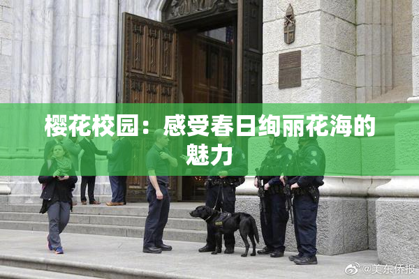 樱花校园：感受春日绚丽花海的魅力