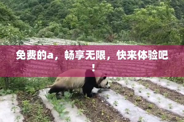 免费的a，畅享无限，快来体验吧！