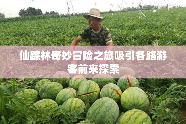 仙踪林奇妙冒险之旅吸引各路游客前来探索