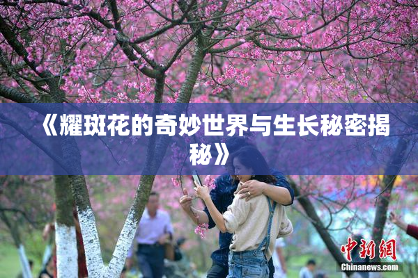《耀斑花的奇妙世界与生长秘密揭秘》