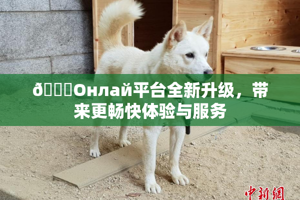 🐔Oнлай平台全新升级，带来更畅快体验与服务