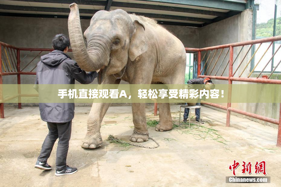 手机直接观看A，轻松享受精彩内容！