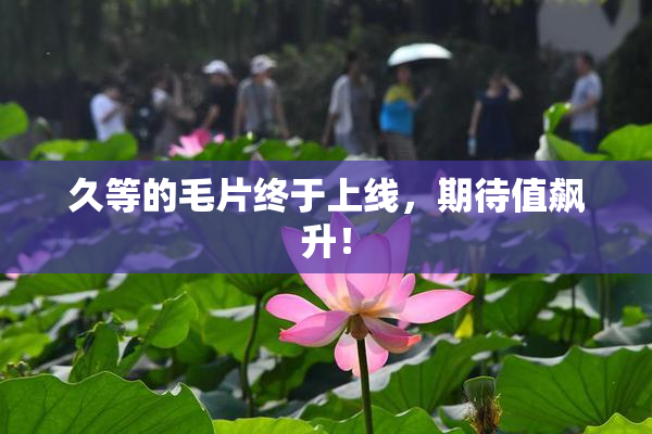 久等的毛片终于上线，期待值飙升！