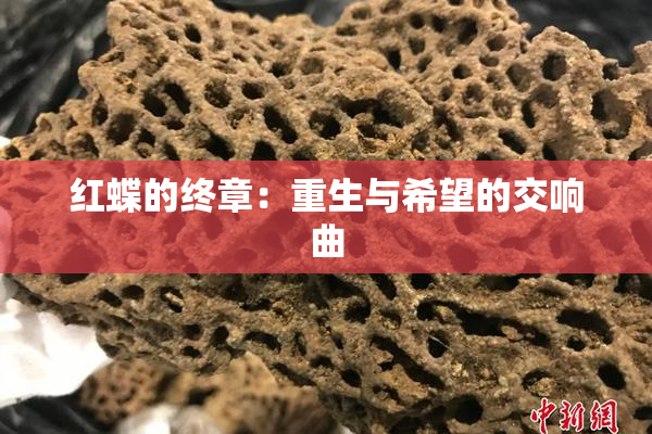红蝶的终章：重生与希望的交响曲