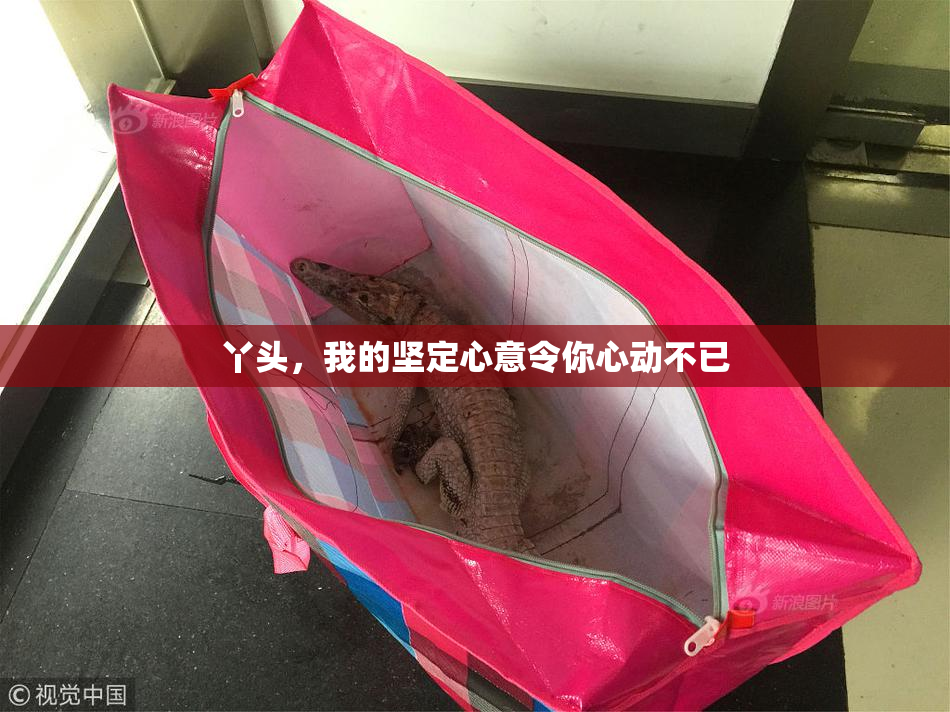 丫头，我的坚定心意令你心动不已