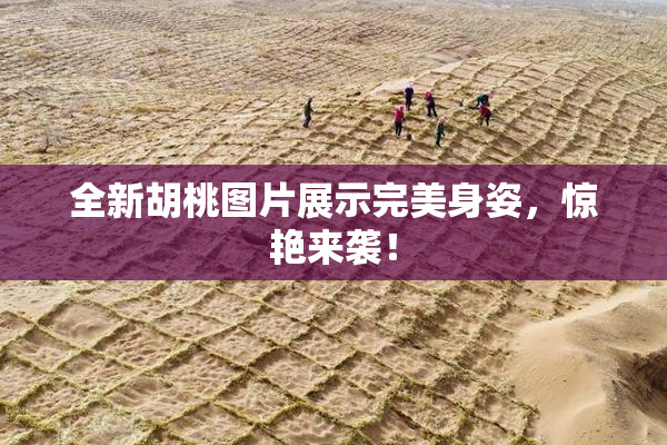 全新胡桃图片展示完美身姿，惊艳来袭！