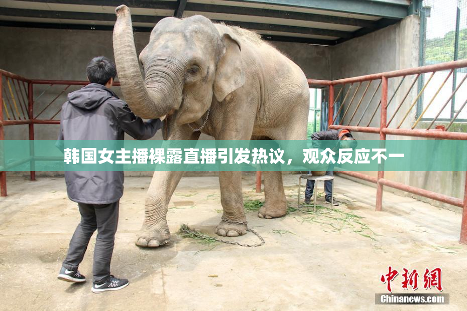 韩国女主播裸露直播引发热议，观众反应不一
