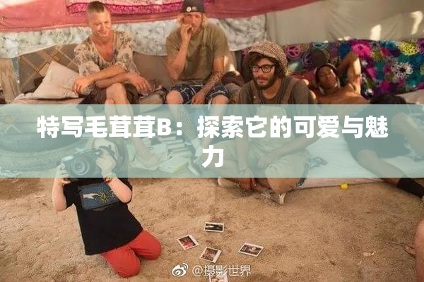 特写毛茸茸B：探索它的可爱与魅力