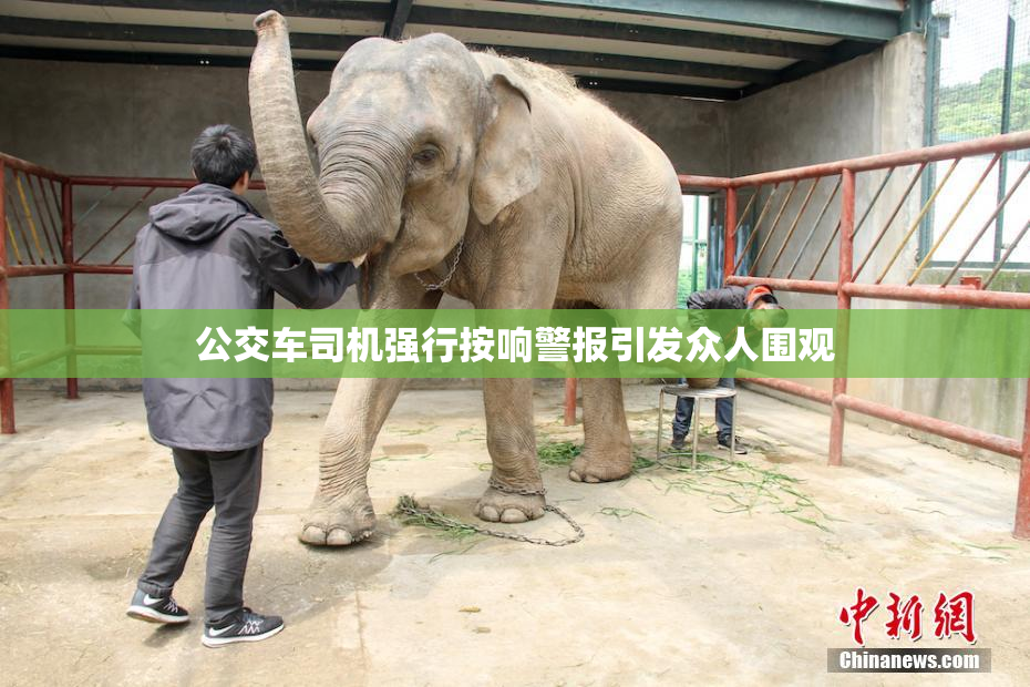 公交车司机强行按响警报引发众人围观