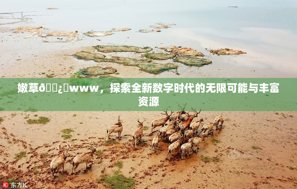 嫩草🌿‌www，探索全新数字时代的无限可能与丰富资源