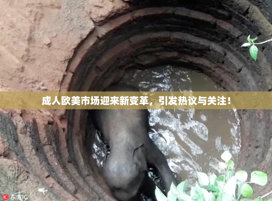 成人欧美市场迎来新变革，引发热议与关注！