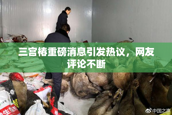 三宫椿重磅消息引发热议，网友评论不断