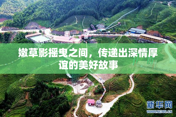 嫩草影摇曳之间，传递出深情厚谊的美好故事