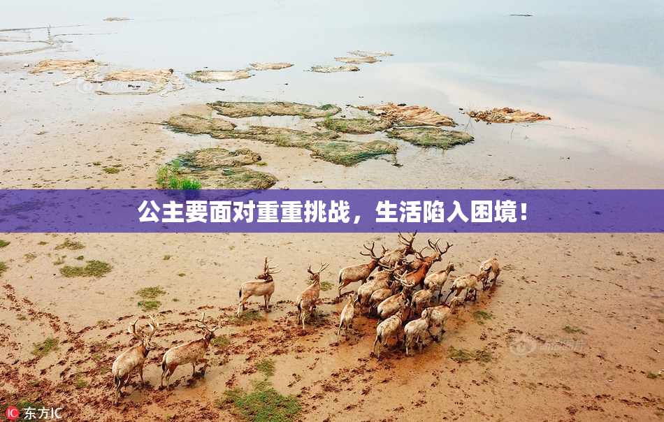 公主要面对重重挑战，生活陷入困境！