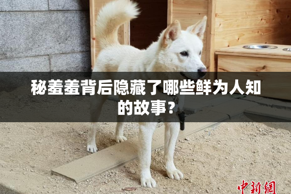 秘羞羞背后隐藏了哪些鲜为人知的故事？