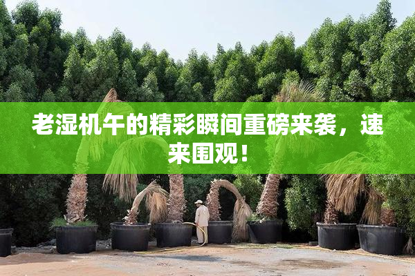 老湿机午的精彩瞬间重磅来袭，速来围观！