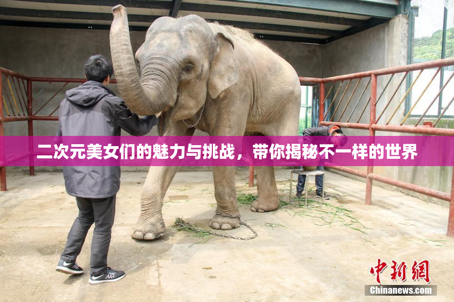 二次元美女们的魅力与挑战，带你揭秘不一样的世界