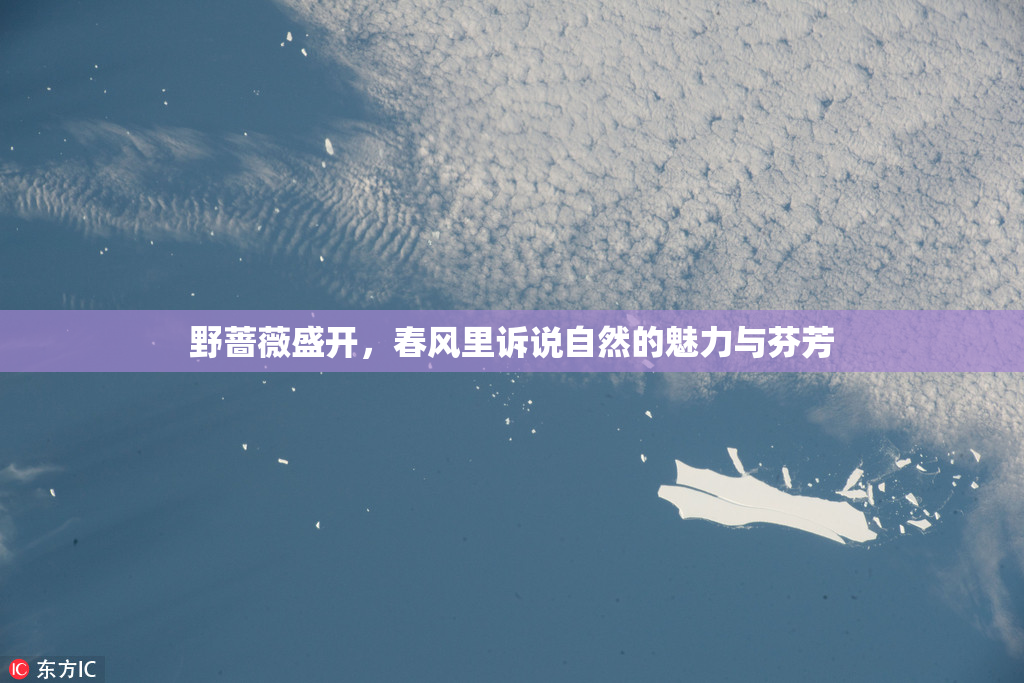 野蔷薇盛开，春风里诉说自然的魅力与芬芳