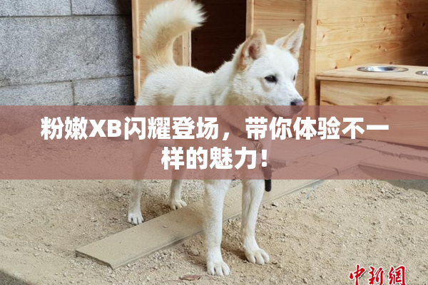 粉嫩XB闪耀登场，带你体验不一样的魅力！