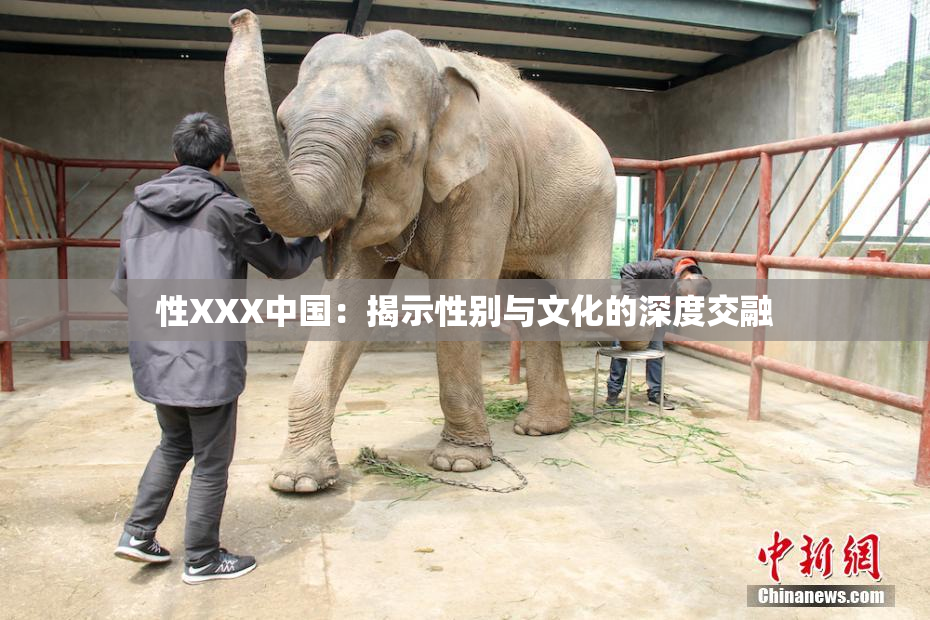 性XXX中国：揭示性别与文化的深度交融