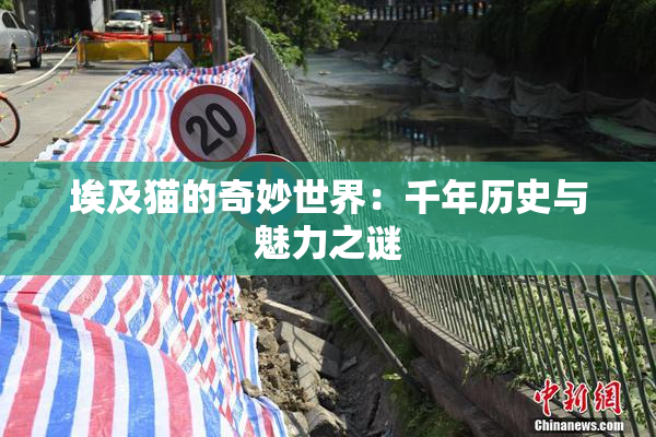埃及猫的奇妙世界：千年历史与魅力之谜