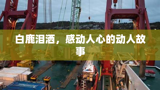 白鹿泪洒，感动人心的动人故事