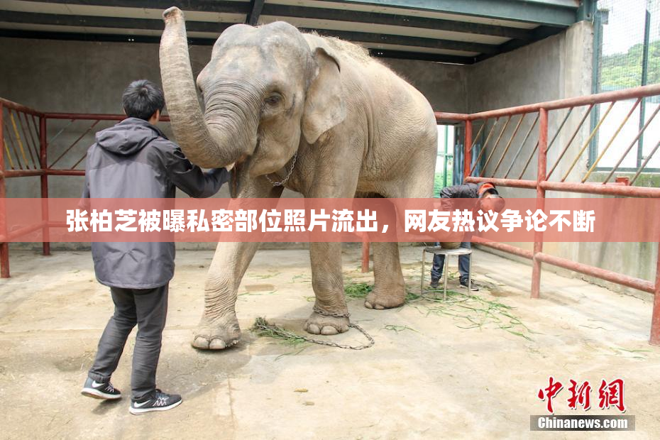 张柏芝被曝私密部位照片流出，网友热议争论不断