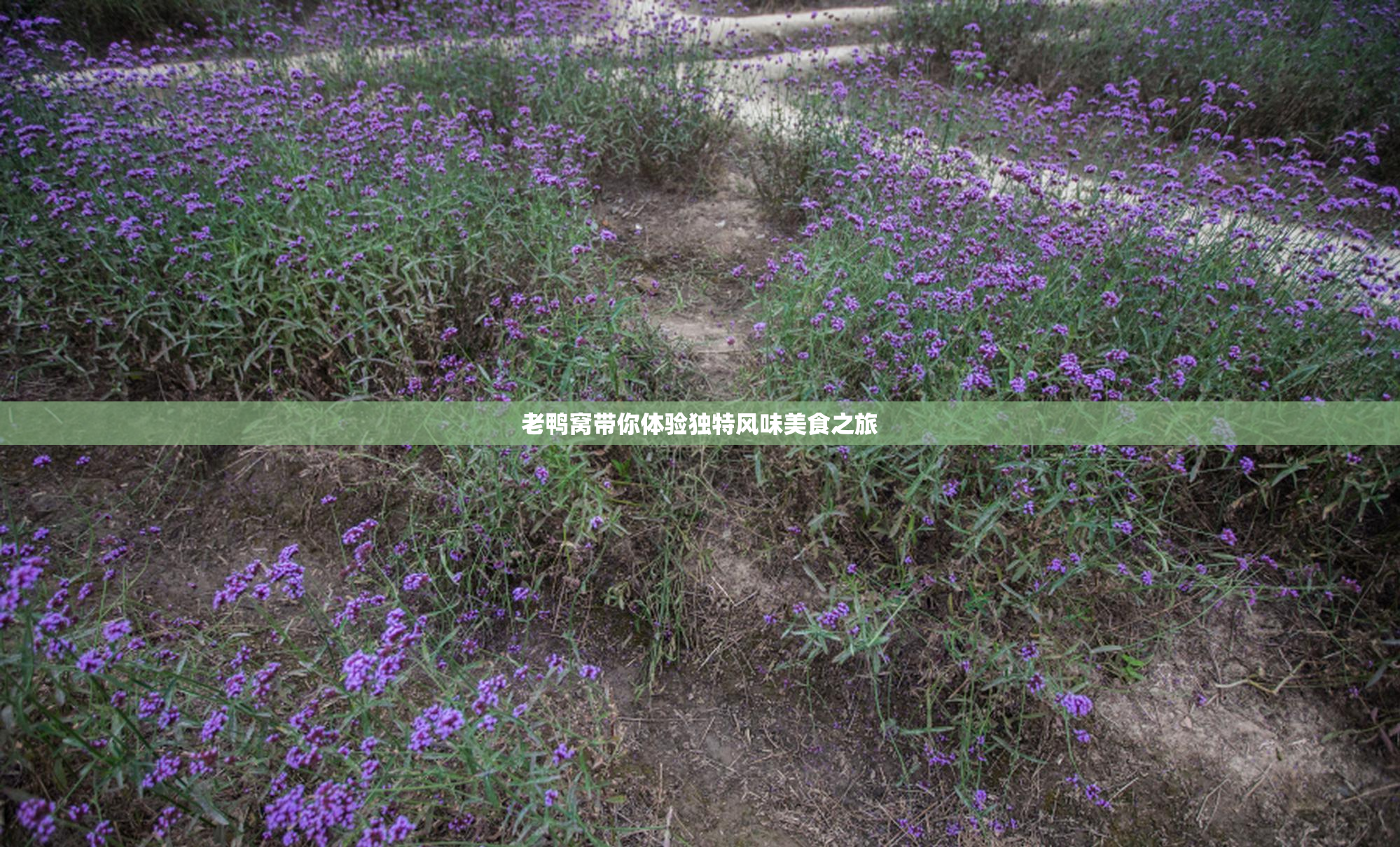 老鸭窝带你体验独特风味美食之旅
