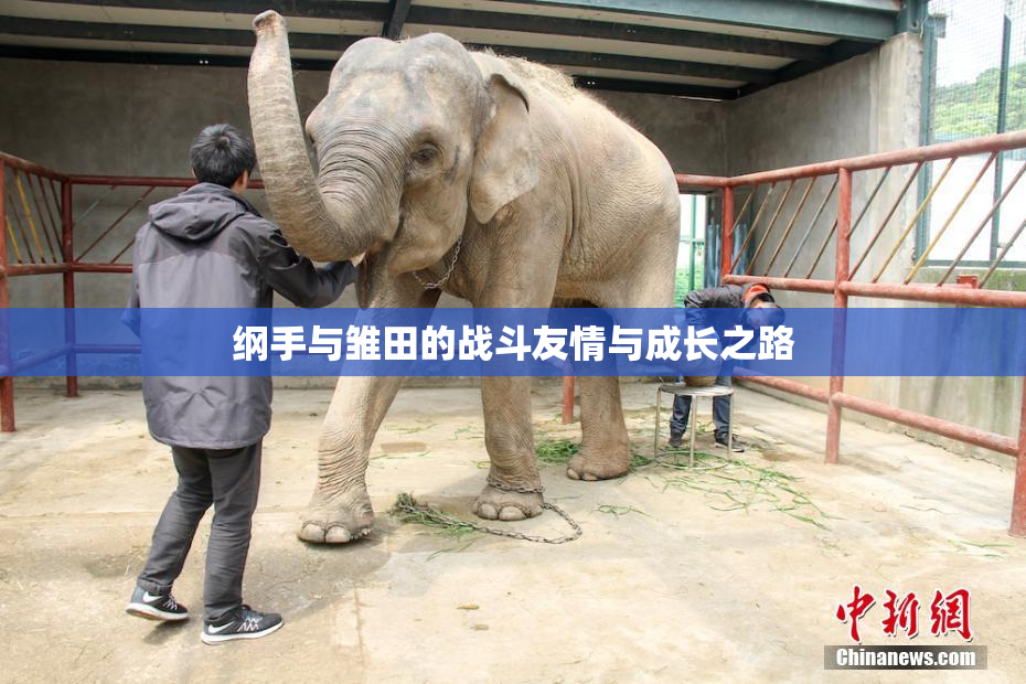 纲手与雏田的战斗友情与成长之路