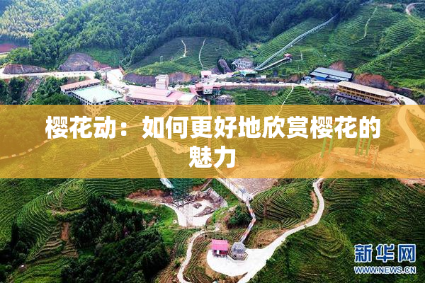 樱花动：如何更好地欣赏樱花的魅力