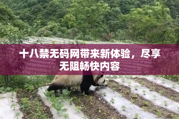 十八禁无码网带来新体验，尽享无阻畅快内容