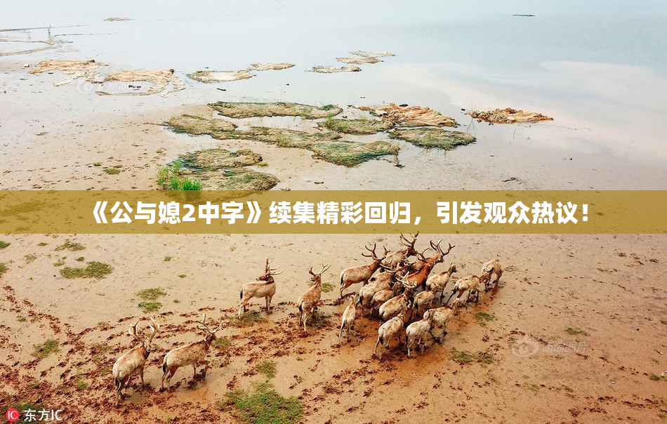 《公与媳2中字》续集精彩回归，引发观众热议！