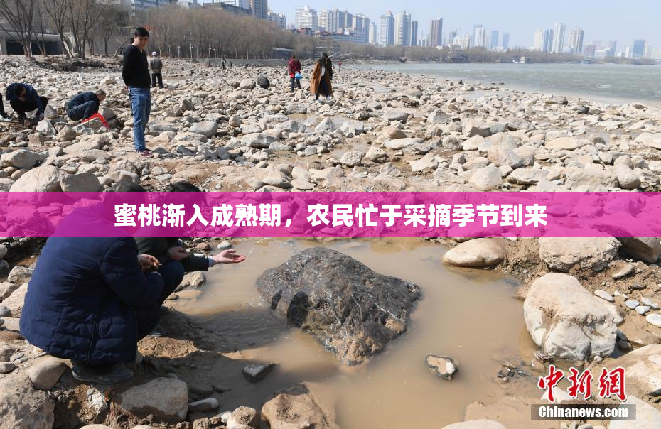 蜜桃渐入成熟期，农民忙于采摘季节到来