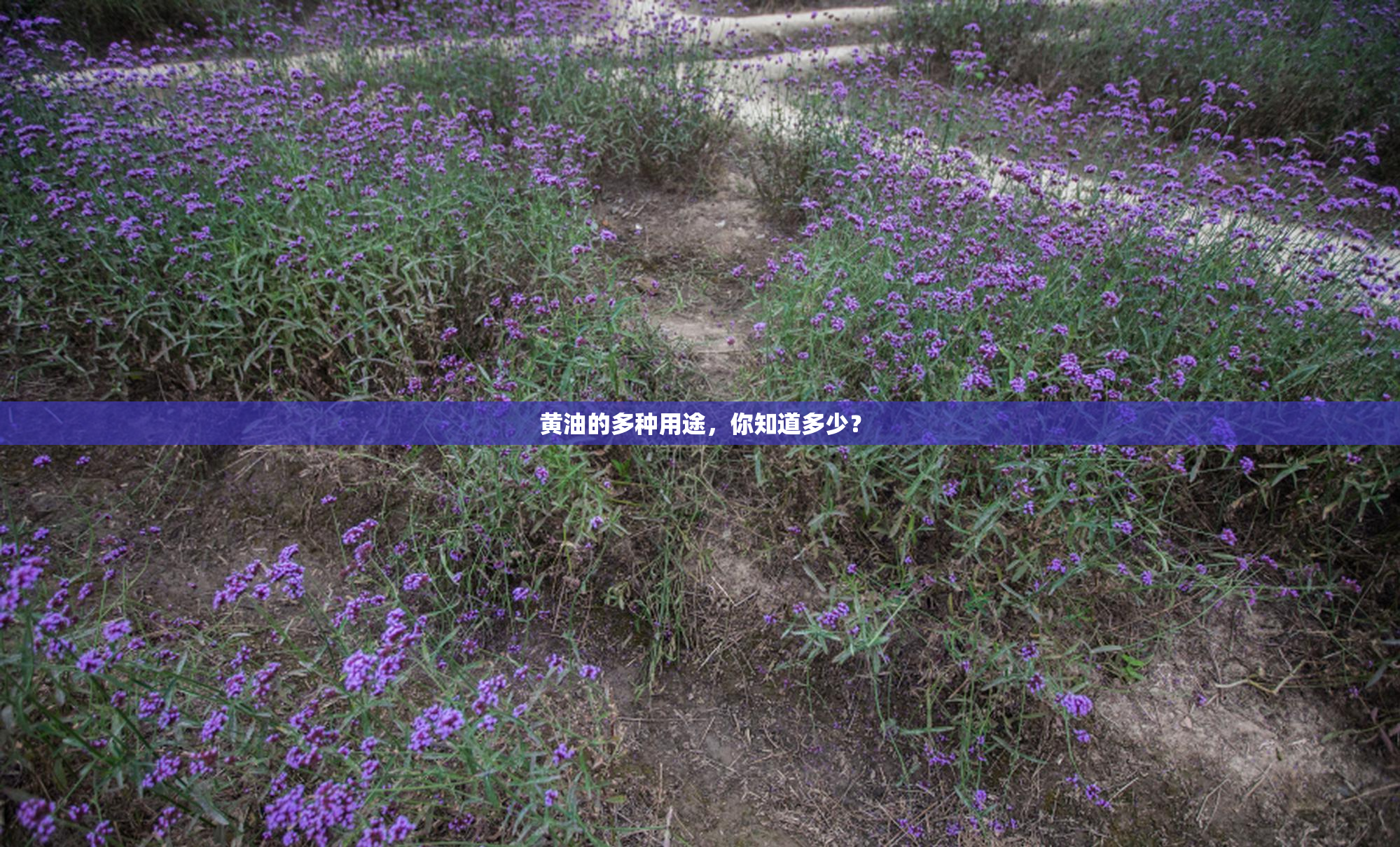 黄油的多种用途，你知道多少？