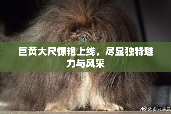 巨黄大尺惊艳上线，尽显独特魅力与风采