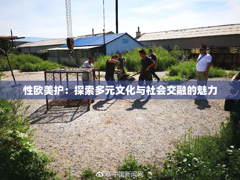 性欧美护：探索多元文化与社会交融的魅力