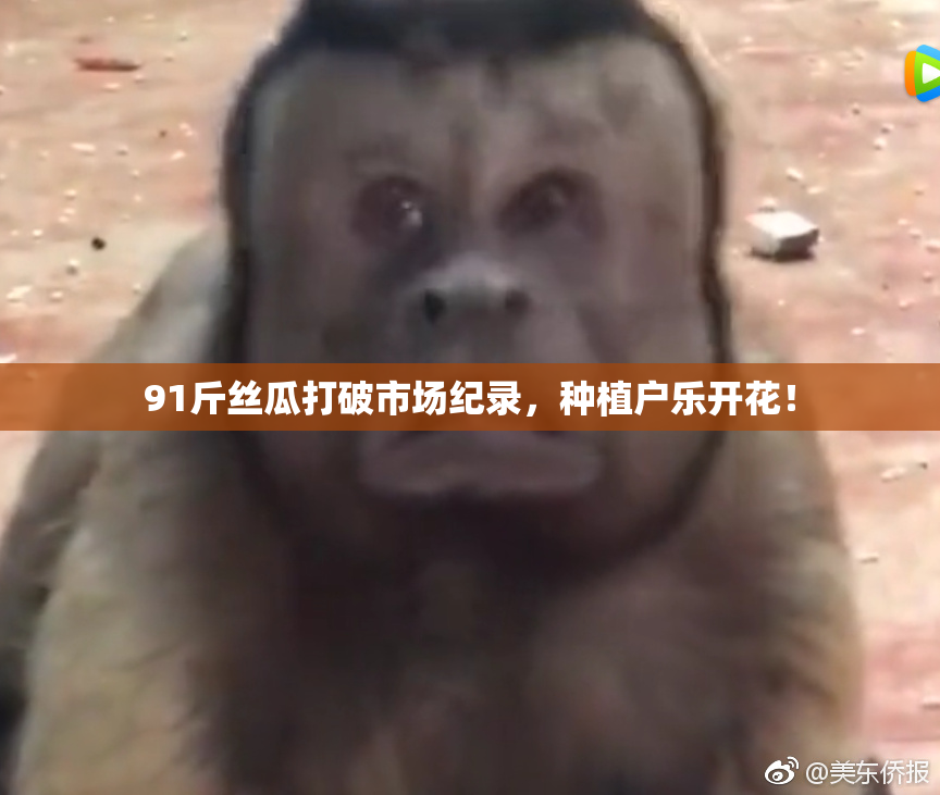 91斤丝瓜打破市场纪录，种植户乐开花！