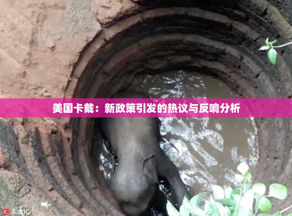 美国卡戴：新政策引发的热议与反响分析