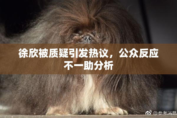徐欣被质疑引发热议，公众反应不一助分析
