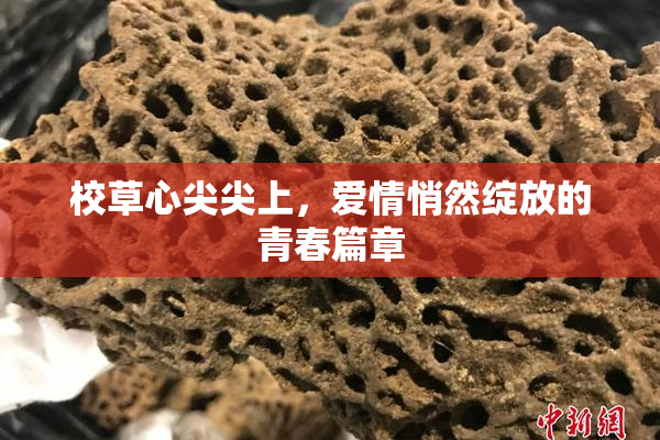 校草心尖尖上，爱情悄然绽放的青春篇章