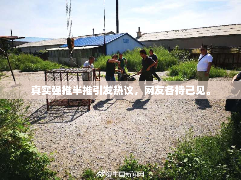 真实强推半推引发热议，网友各持己见。