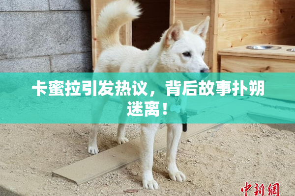 卡蜜拉引发热议，背后故事扑朔迷离！